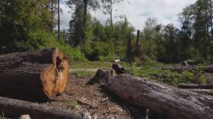 How Our Tree Care Process Works  in  Levelland, TX