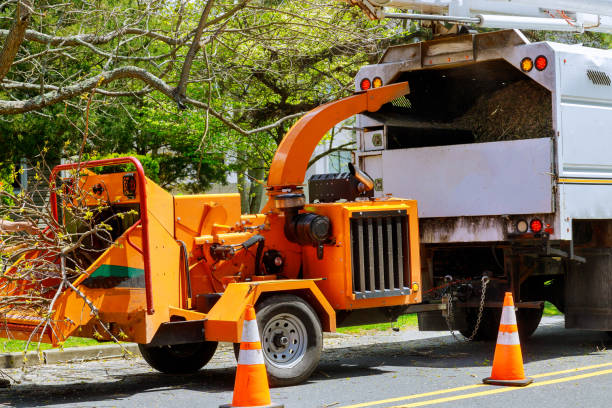 Reliable Levelland, TX Tree Services Solutions